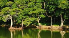紅樹(shù)林地質(zhì)公園