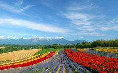 漫步花海-北海道、小樽、函館、洞爺湖豪華5日